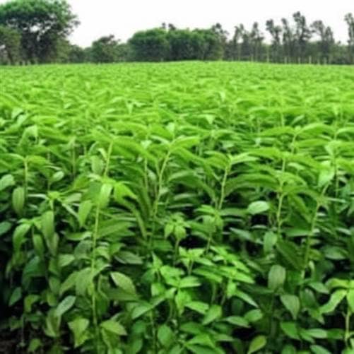 Jute Cultivation